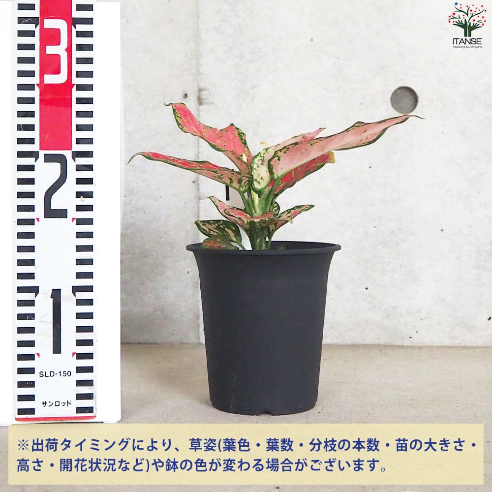 アグラオネマ ビューティ【観葉植物 4号鉢】｜ 【植物のITANSE