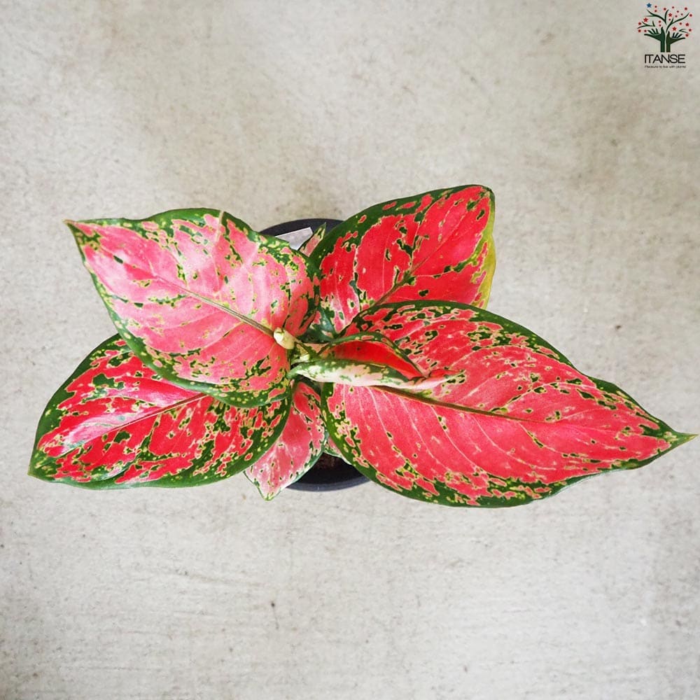 美品 アグラオネマ カーティシー 4号鉢 観葉植物 アグラオネマ・ビューティー 4号鉢 おしゃれな室内インテリア