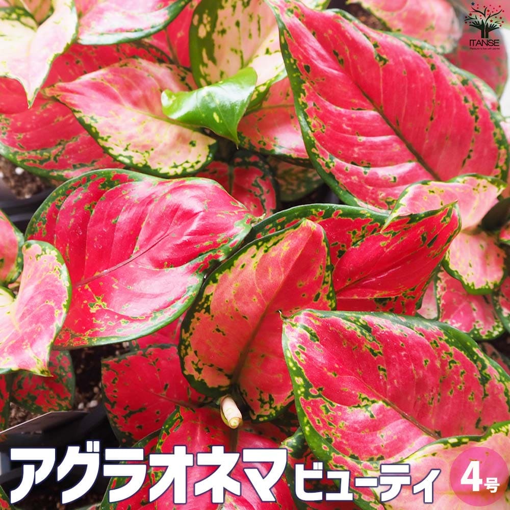 アグラオネマ ビューティ【観葉植物 4号鉢】｜ 【植物のITANSE