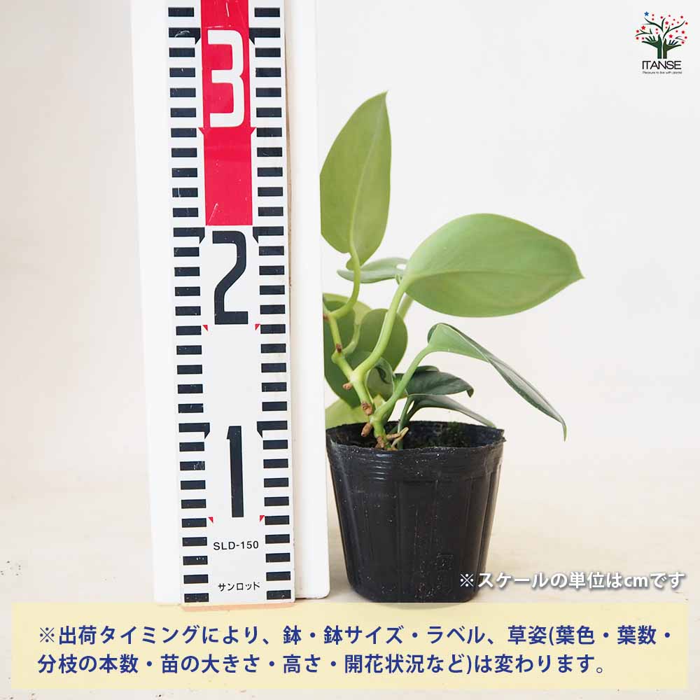 スキンダプサス ムーンライト【観葉植物 3.5号】｜ 【植物の
