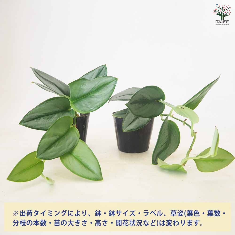 スキンダプサス ムーンライト【観葉植物 3.5号】｜ 【植物の