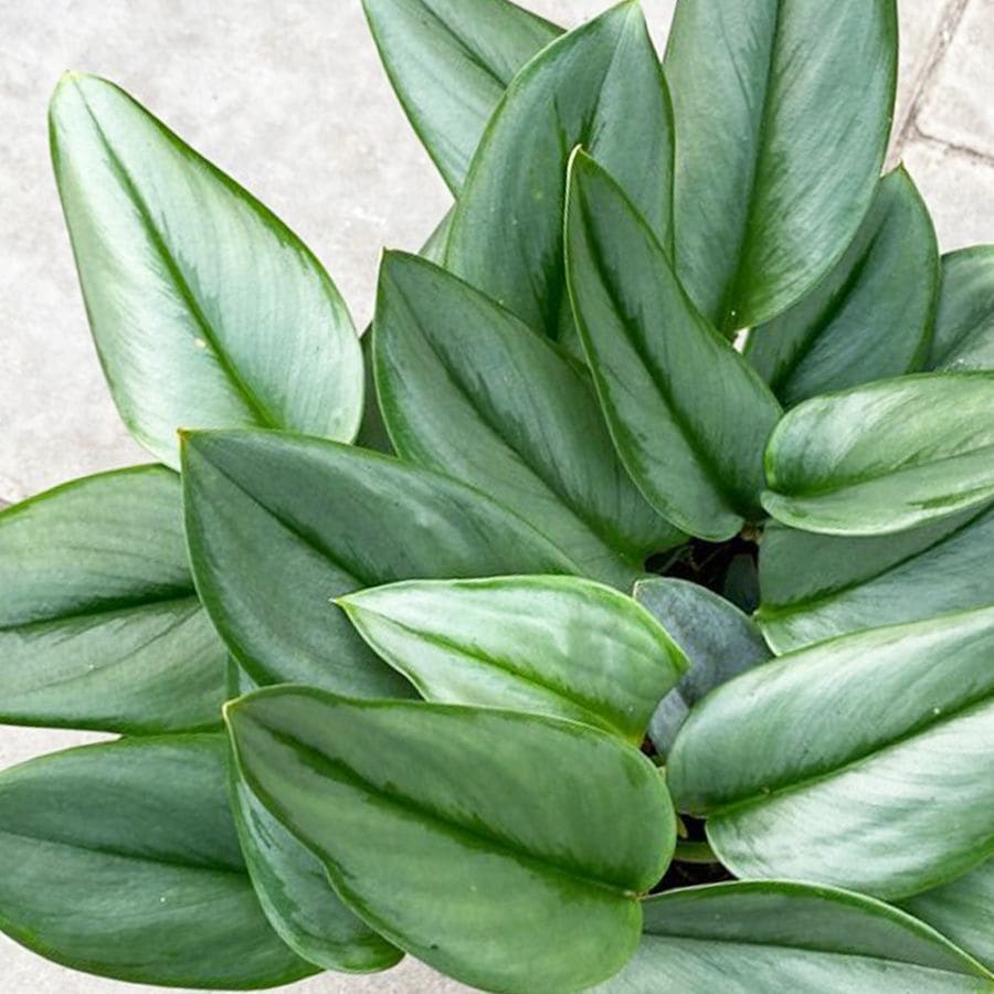 スキンダプサス ムーンライト【観葉植物 3.5号】