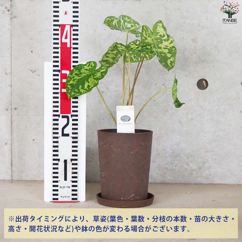 アロカシア (カラジウム) ヒロビューティー【観葉植物 5号鉢