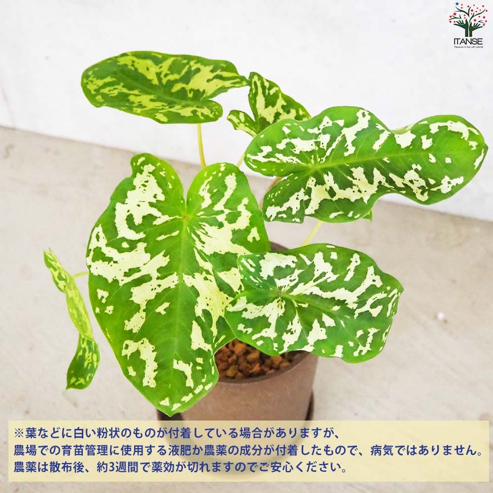 アロカシア (カラジウム) ヒロビューティー【観葉植物 5号鉢