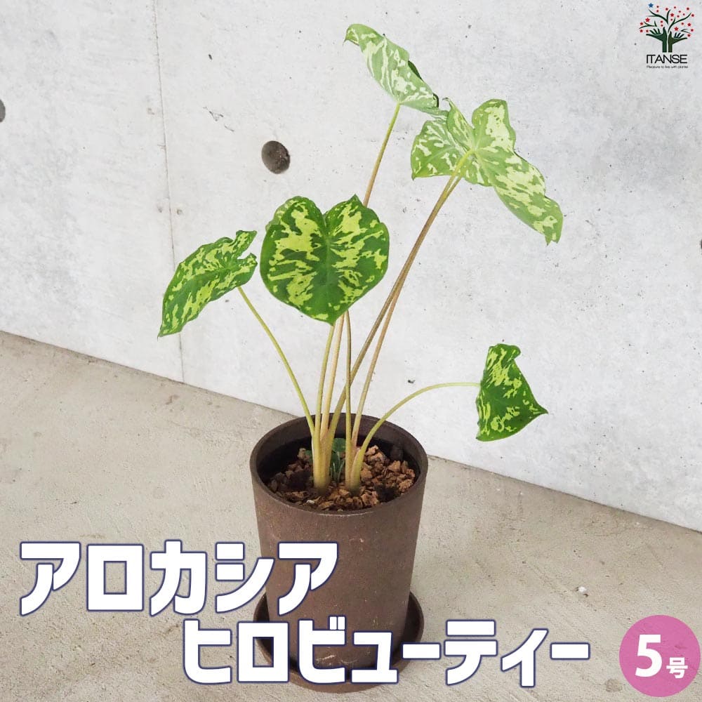 アロカシア (カラジウム) ヒロビューティー【観葉植物 5号鉢】