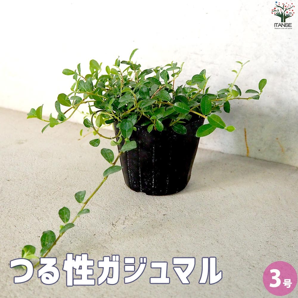 つる性ガジュマル【観葉植物 3号ポット】