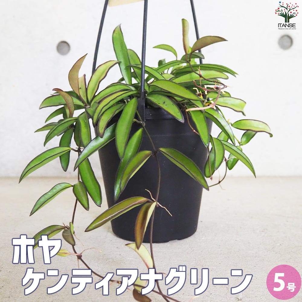 珍種　希少Hoya Kentiana ホヤ　ケンティアナ 外斑入サクララン 珍種 希少Hoya Kentiana ホヤ ケンティアナ 外斑入サクララン