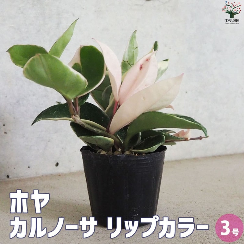 ホヤ｜【植物のITANSE】全品送料無料・即出荷!