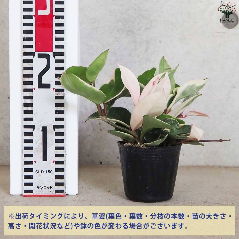 ホヤ (桜ラン) カルノーサ リップカラー【観葉植物 3号ポット