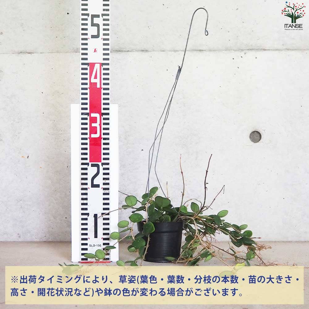 60 ホヤ　マチルダ　中斑入り　レア品種　訳あり 60 ホヤ マチルダ 中斑入り レア品種 訳あり - メルカリ