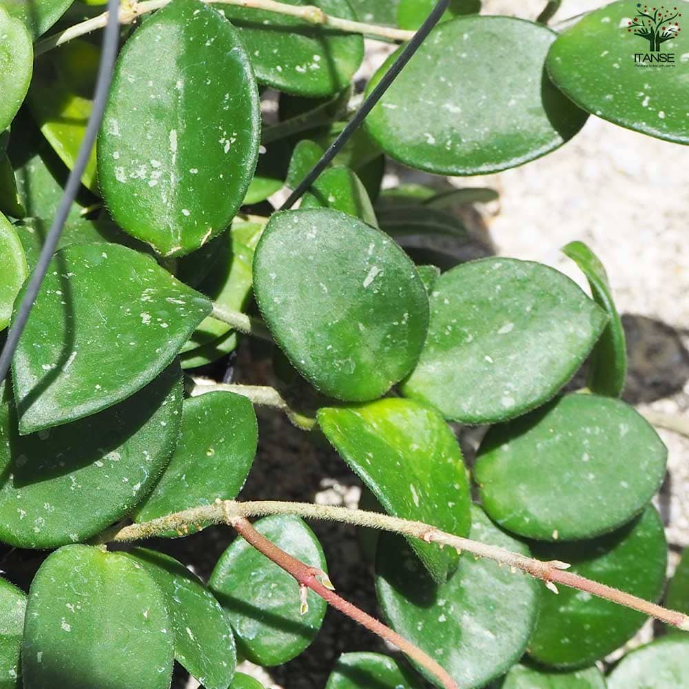 ホヤ　マチルダ　植え木鉢ごと ホヤ マチルダ 植え木鉢ごと ホヤ マチルダ 植え木鉢ごと