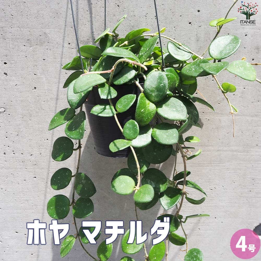 ホヤ (桜ラン) マチルダ【観葉植物 吊鉢4号鉢】