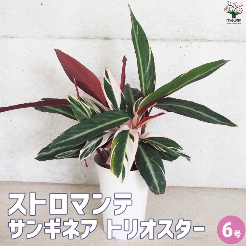 【引取り限定】オリーブの木　アルベキナ　推定6年生苗　1本 オリーブの苗木 品種：アルベキナ【果樹の苗木 6号白テーパード