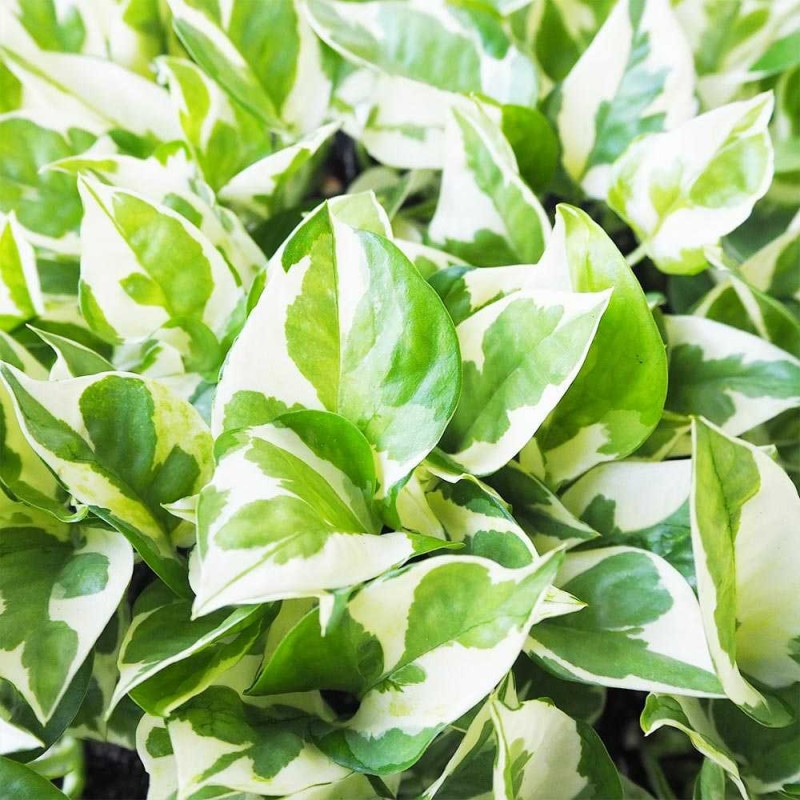 アガベ パリー吉祥天 【多肉植物 2.5号鉢／1個売り】｜ 【植物の