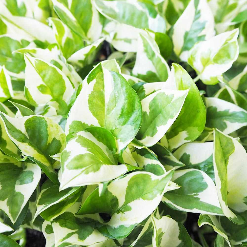 ポトス エンジョイ【観葉植物 3号ポット】