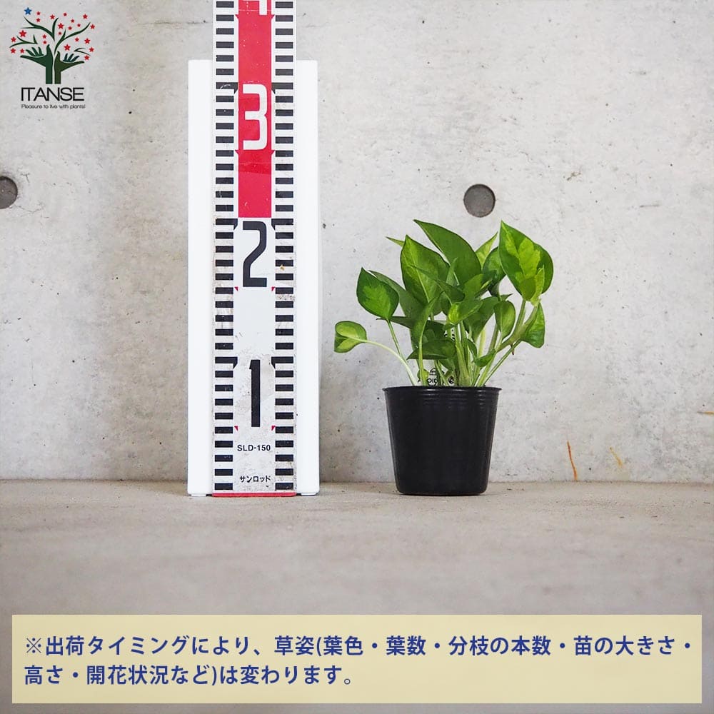ポトス グローバルグリーン【観葉植物 3号ポット】｜ 【植物の