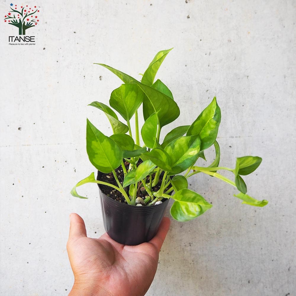 観葉植物 11ポット、ピコロール、 現状確認用 観葉植物 11ポット