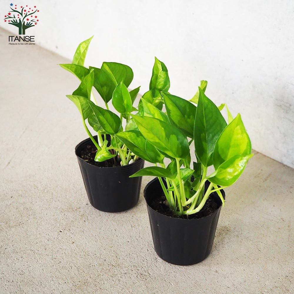 ポトス グローバルグリーン【観葉植物 3号ポット】｜ 【植物の