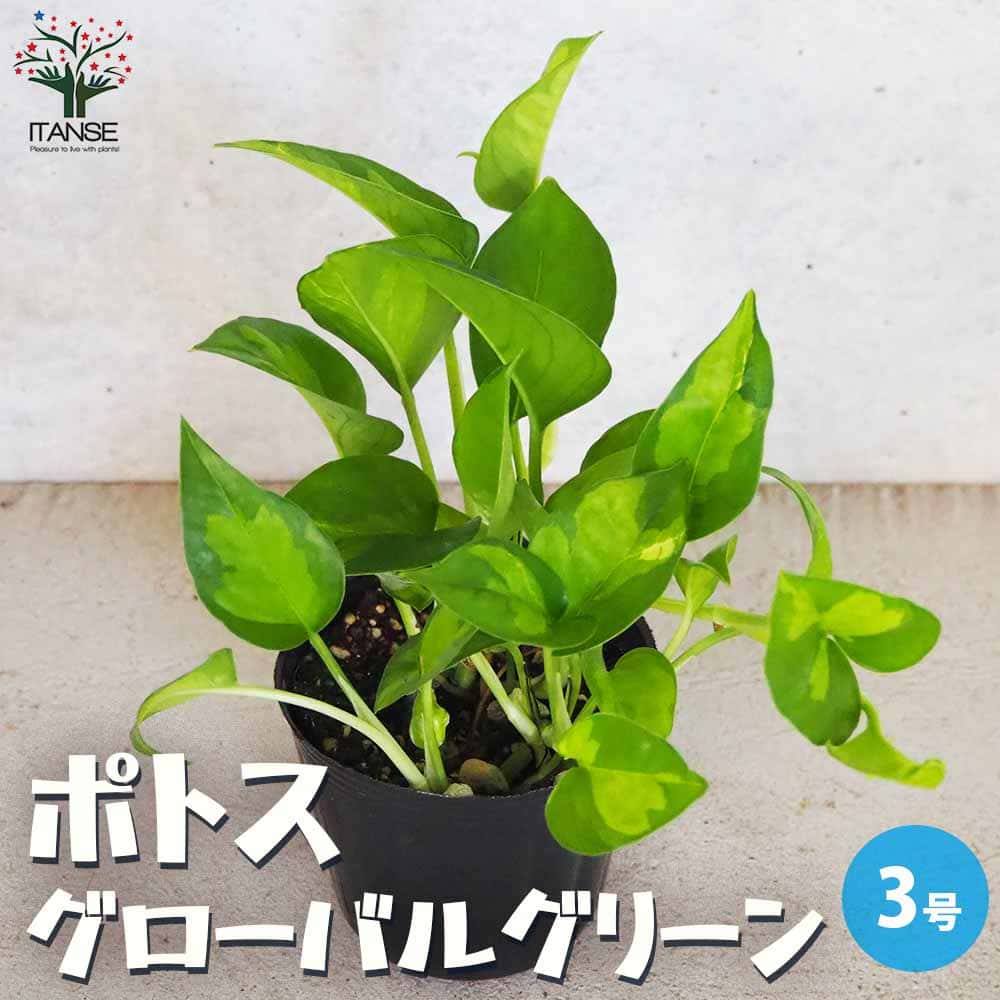 観葉植物 11ポット、ピコロール、 現状確認用 観葉植物 11ポット