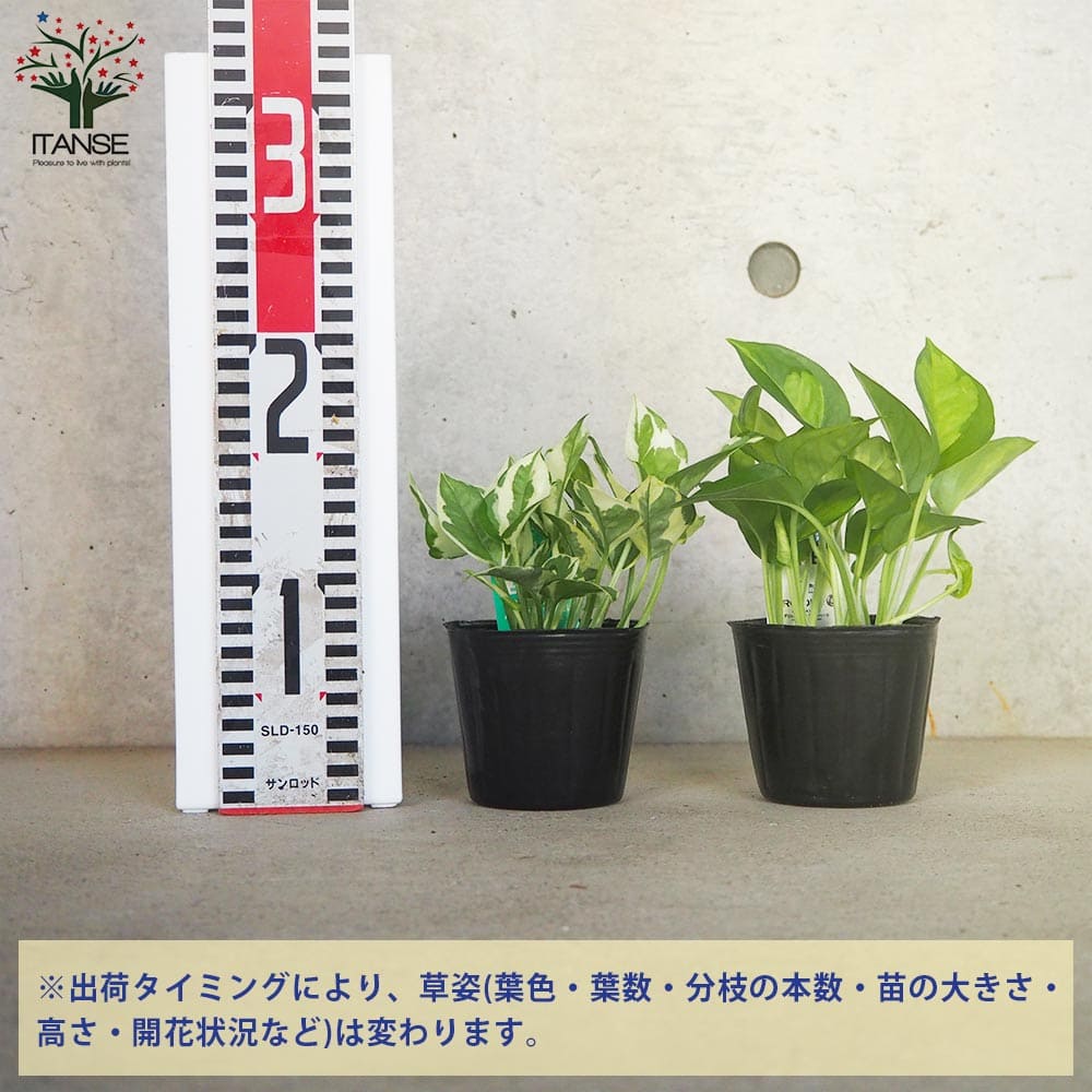 斑入りポトス 2品種【観葉植物 3号ポット】｜ 【植物の