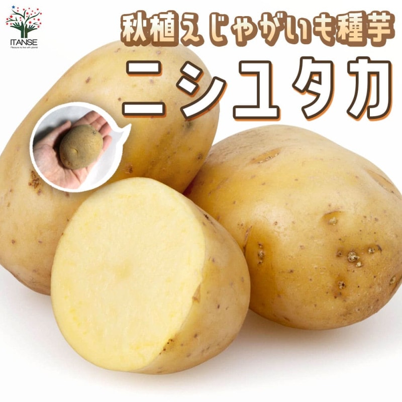 デジマ　種芋　20キロ デジマ 種芋 20キロ じゃがいも 種芋 【予約】 【 デジマ （出島） 2kg