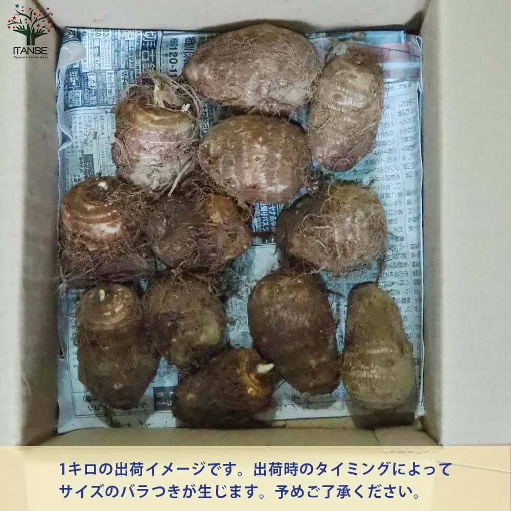 サトイモの種芋 品種：ドダレ【野菜の苗 】｜ 【植物のITANSE