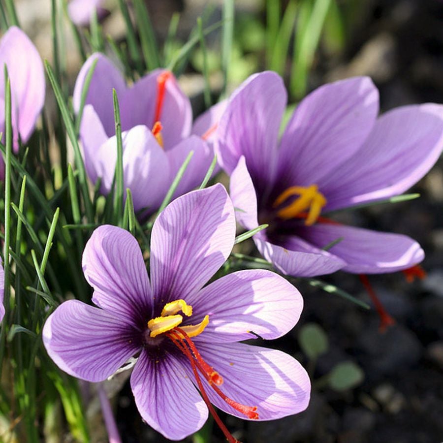サフラン 中玉サイズ 【花苗 (球周：約10～11cm) 花球根・裸球