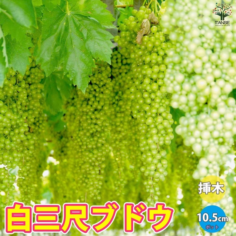 ぶどうの苗 BKシードレス接木 【果樹の苗木 5号ポット／1個売り