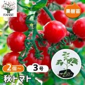 秋トマトの苗2個〜【野菜苗 9cmポット自根苗】|トマト|野菜苗