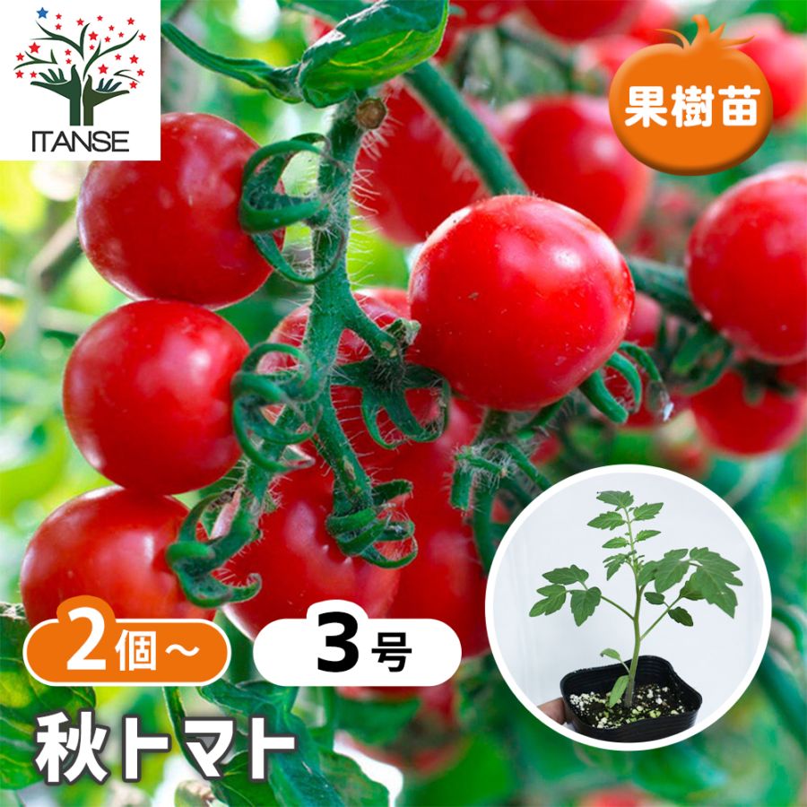 秋トマトの苗2個～【野菜苗 9cmポット自根苗】