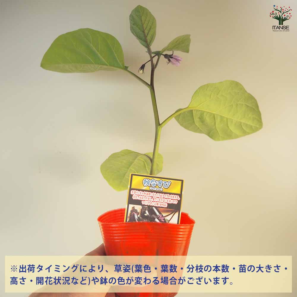 追加商品画像