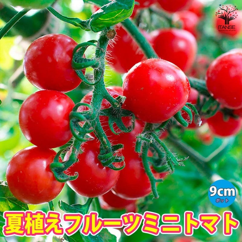 さつまいも切苗 品種：あまはづき【野菜の苗／切苗(約25本/束