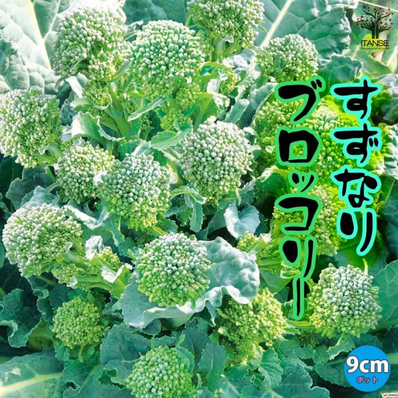 栗の苗木 天津甘栗 【果樹の苗木 4号／1個売り】｜ 【植物の