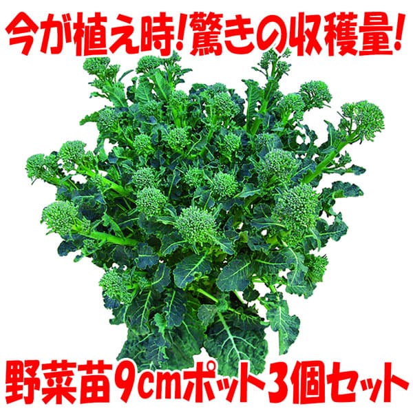 追加商品画像