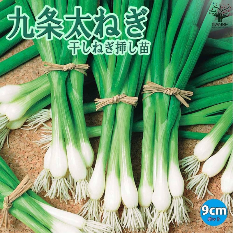 九条太ネギ苗約1000本 九条太ねぎ苗×1,000本 【公式通販】