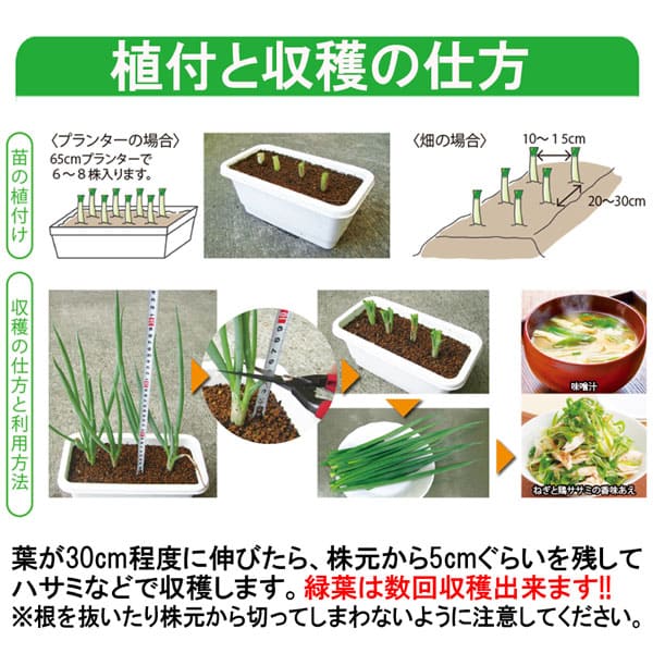 九条太ねぎ(干しねぎ挿し苗)2個～【野菜苗 9cmポット】｜ 【植物の