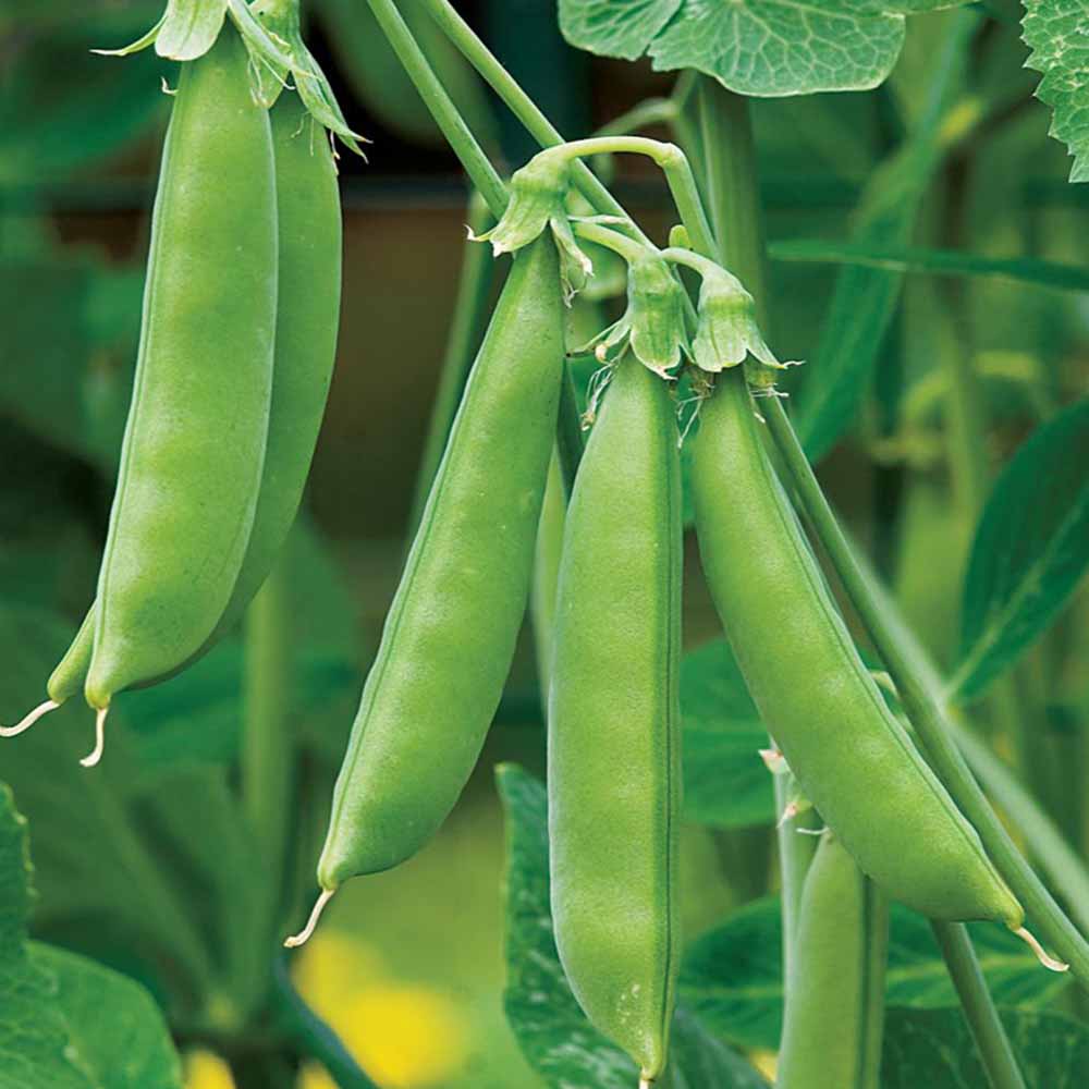 すずなり肉厚スナップエンドウ豆 春植えタイプの苗3個～【野菜苗9cmポット】