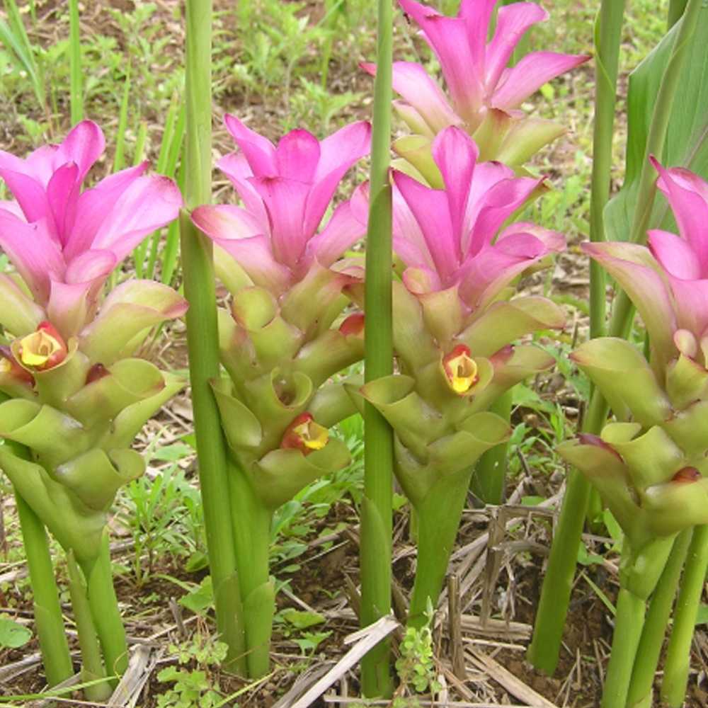 健康野菜球根 紫ウコン【ネット詰め野菜球根／充填時200g】