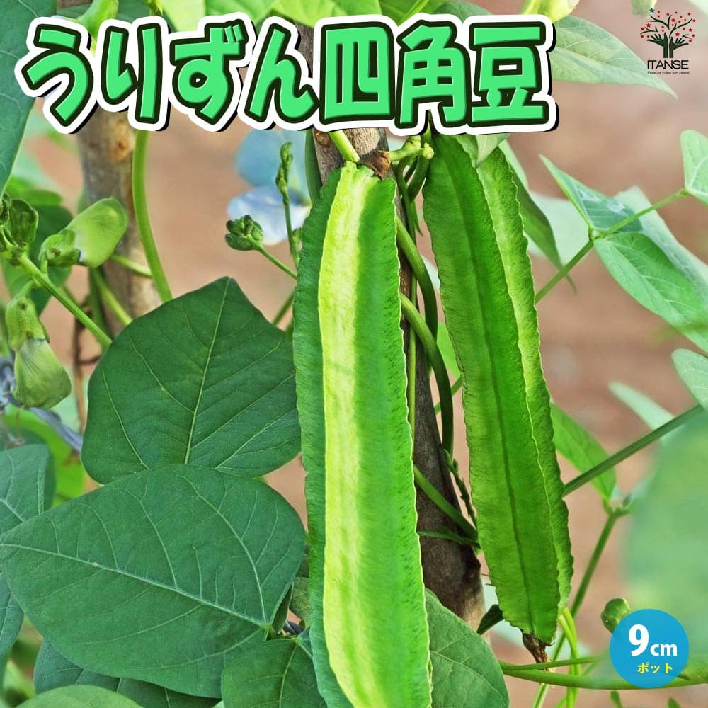 うりずん四角豆(シカクマメ)2個～【野菜苗 9cmポット実生苗】