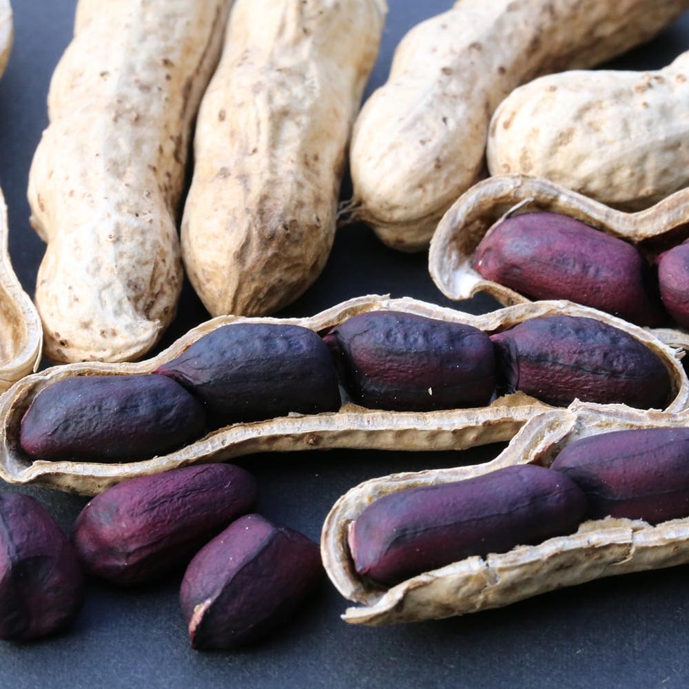 落花生の苗 シロンスの黒いピーナッツ2個～【野菜苗 9cmポット実生苗