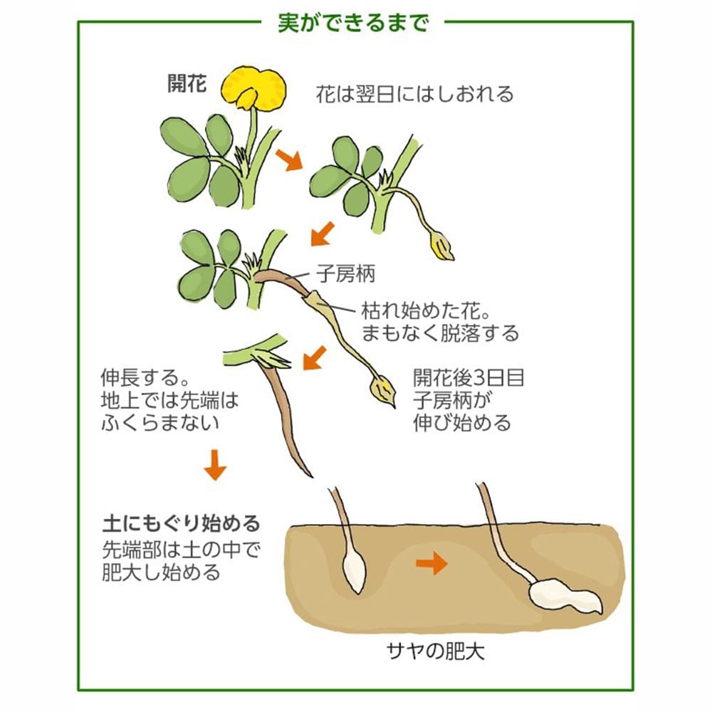 ころ　16日着　京都府産　ピーナッツ苗　落花生の苗　83本 10,000円 ころ 16日着 京都府産 ピーナッツ苗 落花生の苗 83本 10,000円