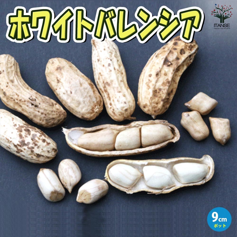 落花生の苗 ホワイトバレンシア2個～【野菜苗 9cmポット実生苗】