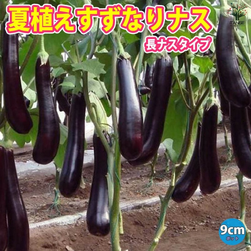 すごい形のナス すごい形のナス 茄子 - オガワのタネ オンラインショップ