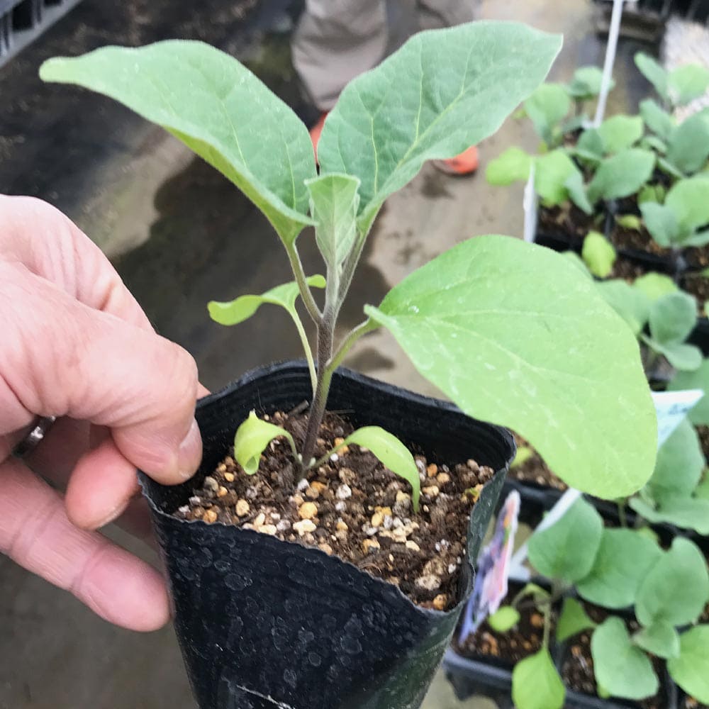 なす様 692c83d7cf7a3217e1d01605d5f76d