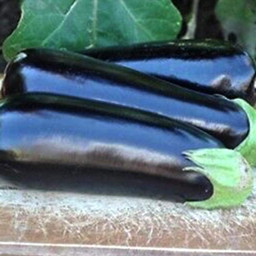 夏植えすずなりとげ無しなす(中長ナス)2個～【野菜苗 9cmポット自根苗