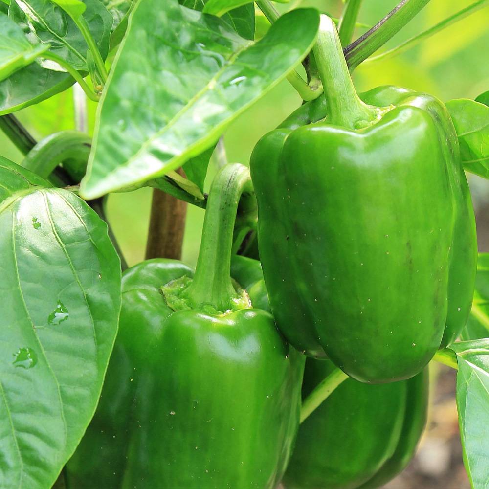 秋ピーマン2個～【野菜苗 実生苗9cmポット】