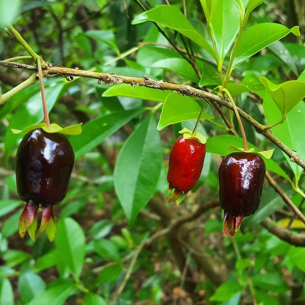 セレージャ(ブラジルのイチゴの木)の苗木【果樹苗 10.5cmポット】