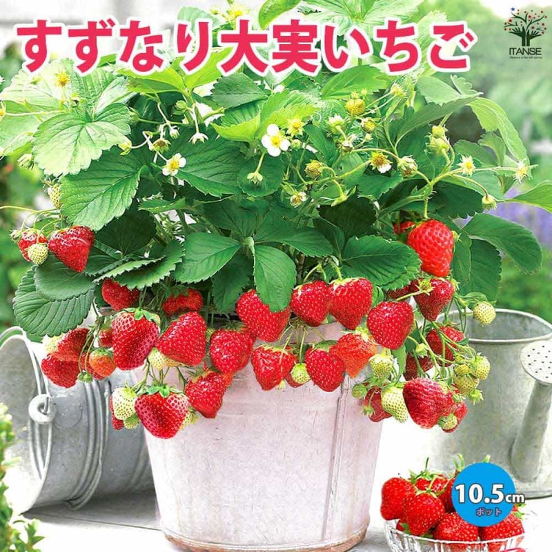 エンセテ マウレリー【観葉植物 12cmポット／1個】｜ 【植物の
