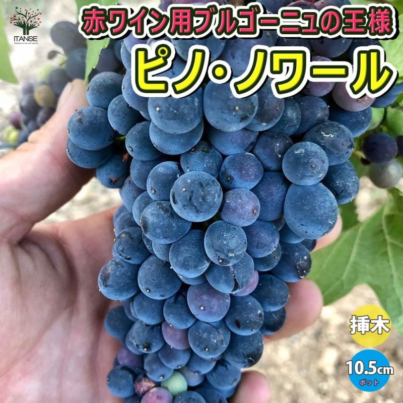 ぶどうの苗 BKシードレス接木 【果樹の苗木 5号ポット／1個売り
