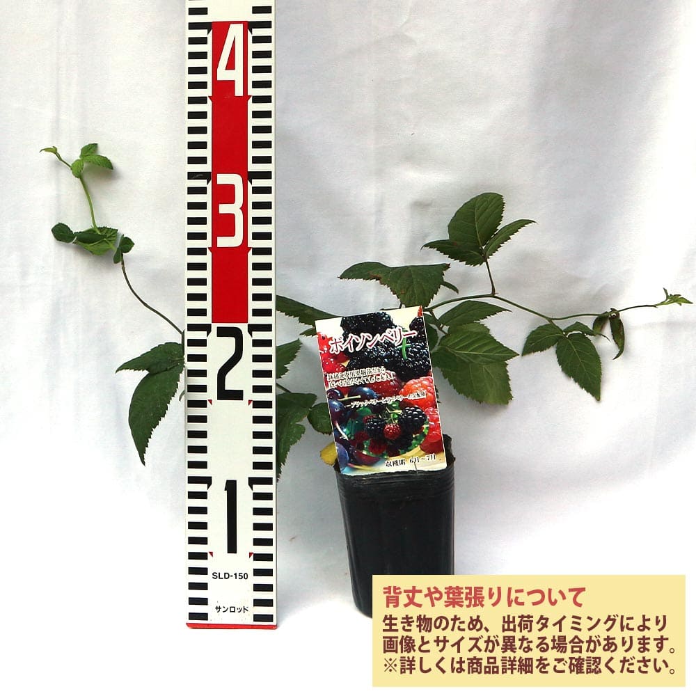 ラズベリーの苗木 ボイソンベリー【果樹苗 1年生 挿木苗9cmポット